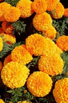 Бархатцы прямостоячие Moonstruck F1 Orange Detailed Хупта, 455503191 30 семян