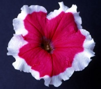 Петуния многоцветковая Кэнди, Candy F1 Rose Picotee Хупта арт. 9371 100 др Петуния многоцветковая Кэнди, Candy F1 Rose Picotee Хупта арт. 9371 100 др