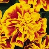 Бархатцы отклоненные Бонанза Bee 455532201 100 семян