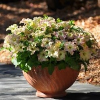 Петуния крупноцветковая Софистика F1 Antique Shades, Pelleted 100 др.