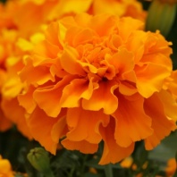 Бархатцы триплоидные Zenith F1 Deep Orange Бархатцы триплоидные Zenith F1 Deep Orange