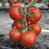 20 Томат Аттия F1 Индетерминантный. Нидерланды 20 семян 20 Томат Аттия F1 Индетерминантный. Нидерланды 20 семян