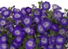 Петуния Джоконда Saturn Blue F1 Ампельная арт. 9291 Pelleted 30 драже Петуния Джоконда Saturn Blue F1 Ампельная арт. 9291 Pelleted 30 драже