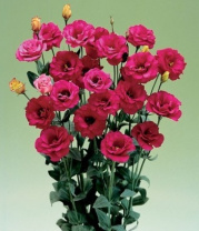 Эустома, лизиантус серия Арена Красный F1  5 др.