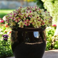 Петуния крупноцветковая Софистика F1 Lime Bicolor, Pelleted 100 др.