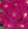 Петуния ампельная Вейв Wave F1 Rose