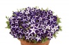 Петуния Джоконда Blue&Whit F1 Ампельная арт. 9242 Pelleted 100 драже Петуния Джоконда Blue&Whit F1 Ампельная арт. 9242 Pelleted 100 драже
