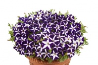 Петуния Джоконда Blue&Whit F1 Ампельная арт. 9242 Pelleted 100 драже Петуния Джоконда Blue&Whit F1 Ампельная арт. 9242 Pelleted 100 драже