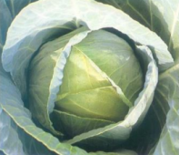 Капуста Тенесити F1 Капуста Тенесити F1