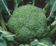 Капуста Тандер Дом F1 Капуста Тандер Дом F1