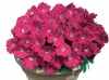 Петуния Джоконда Rose&W/White Eye F1 Ампельная арт. 9281 30 семян Петуния Джоконда Rose&W/White Eye F1 Ампельная арт. 9281 30 семян