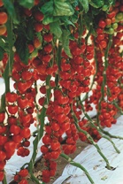 10 Томат Сакура  F1 Индетерминантный черри. Нидерланды 10 семян