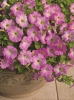 Петуния ампельная Пикобелла каскад Picobella Cascade F1 Pink Glo, Хупта, 55514222 100 др Петуния ампельная Пикобелла каскад Picobella Cascade F1 Pink Glo, Хупта, 55514222 100 др