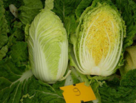 Капуста Табалуга F1 Капуста Табалуга F1
