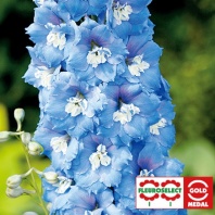Дельфиниум культурный Centurion F1 Sky blue Хупта, 55578572 10 шт.