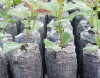 Торфоперегнойные таблетки Jiffy-7  Forestry PLA диаметр 50 мм,