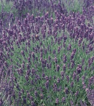 Лаванда узколистная Hidcote Blue Хупта, 6713 100 семян