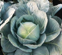 Капуста Сторидор F1 Капуста Сторидор F1