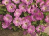 Петуния ампельная Пикобелла каскад Picobella Cascade F1 Pink Glo, Хупта, 55514221 20 др Петуния ампельная Пикобелла каскад Picobella Cascade F1 Pink Glo, Хупта, 55514221 20 др