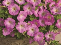 Петуния ампельная Пикобелла каскад Picobella Cascade F1 Pink Glo, Хупта, 55514221 20 др Петуния ампельная Пикобелла каскад Picobella Cascade F1 Pink Glo, Хупта, 55514221 20 др