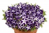 Петуния Джоконда Blue&Whit F1 Ампельная арт. 9241 Pelleted 30 драже Петуния Джоконда Blue&Whit F1 Ампельная арт. 9241 Pelleted 30 драже
