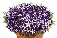 Петуния Джоконда Blue&Whit F1 Ампельная арт. 9241 Pelleted 30 драже Петуния Джоконда Blue&Whit F1 Ампельная арт. 9241 Pelleted 30 драже