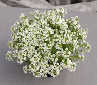 Алиссум Giga White Алиссум Giga White