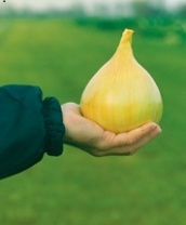 Лук репчатый сладкий Эксибишен Нидерланды (фирменная упаковка) 10.000 семян