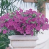 Петуния ампельная Вейв Wave F1 Lavander 100 драже Петуния ампельная Вейв Wave F1 Lavander 100 драже
