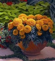 Бархатцы прямостоячие Антигуа F1 Оранжевые 1.000 семян