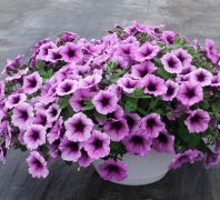 Петуния Изи Вейв, Plum vein F1
