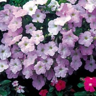 Петуния ампельная Вейв Wave F1 Misty Lilac Арт. 7251 Pelleted 20 драже Петуния ампельная Вейв Wave F1 Misty Lilac Арт. 7251 Pelleted 20 драже