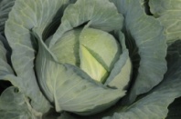 Капуста Тайфун F1 Капуста Тайфун F1